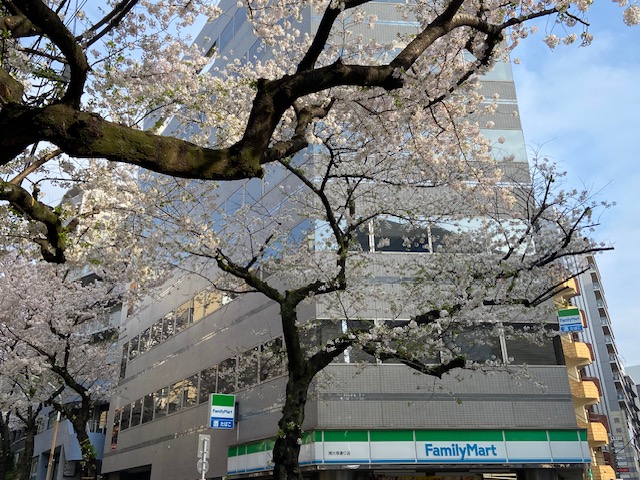 会社から見える桜並木