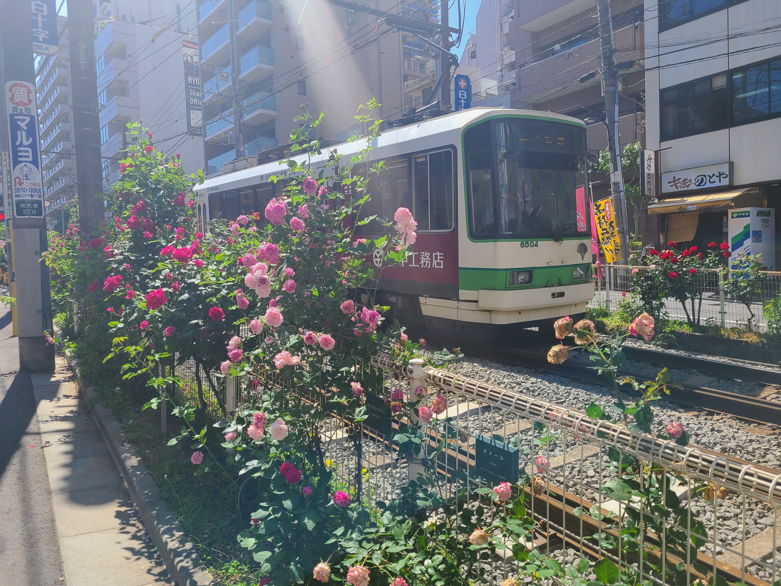 都電大塚駅沿線に咲くバラ