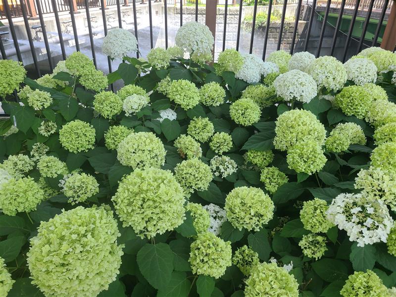 紫陽花の名前の由来は、小さな花がいっぱい集まってできている花。